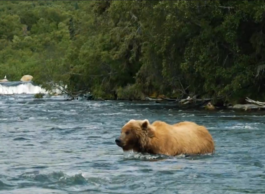 Terrifying Scene Shows Kraken Forward and Mascot Nearly Mauled by Bear While Filming in Alaska