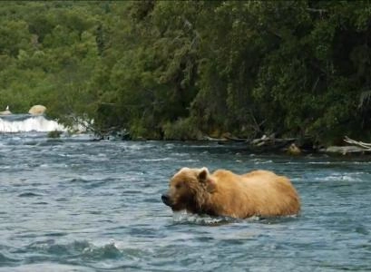 A grizzly bear charges at Seattle Kraken mascot, Buoy, and forward John Hayden while filming in Alaska