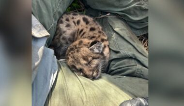 Car claims 2 critically endangered Florida panther sister kittens | Collier County