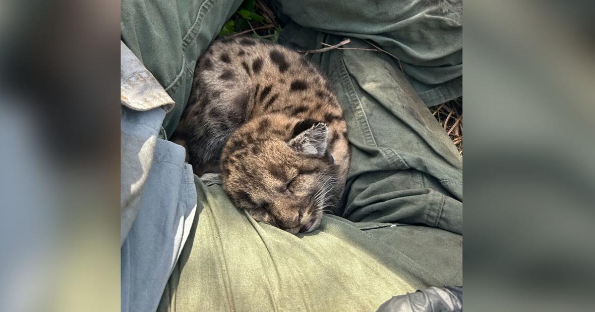 Car claims 2 critically endangered Florida panther sister kittens | Collier County
