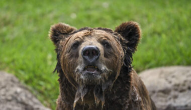 Video Captures Moment Seattle Kraken Mascot Is Chased By Charging Bear | Real Radio 92.1