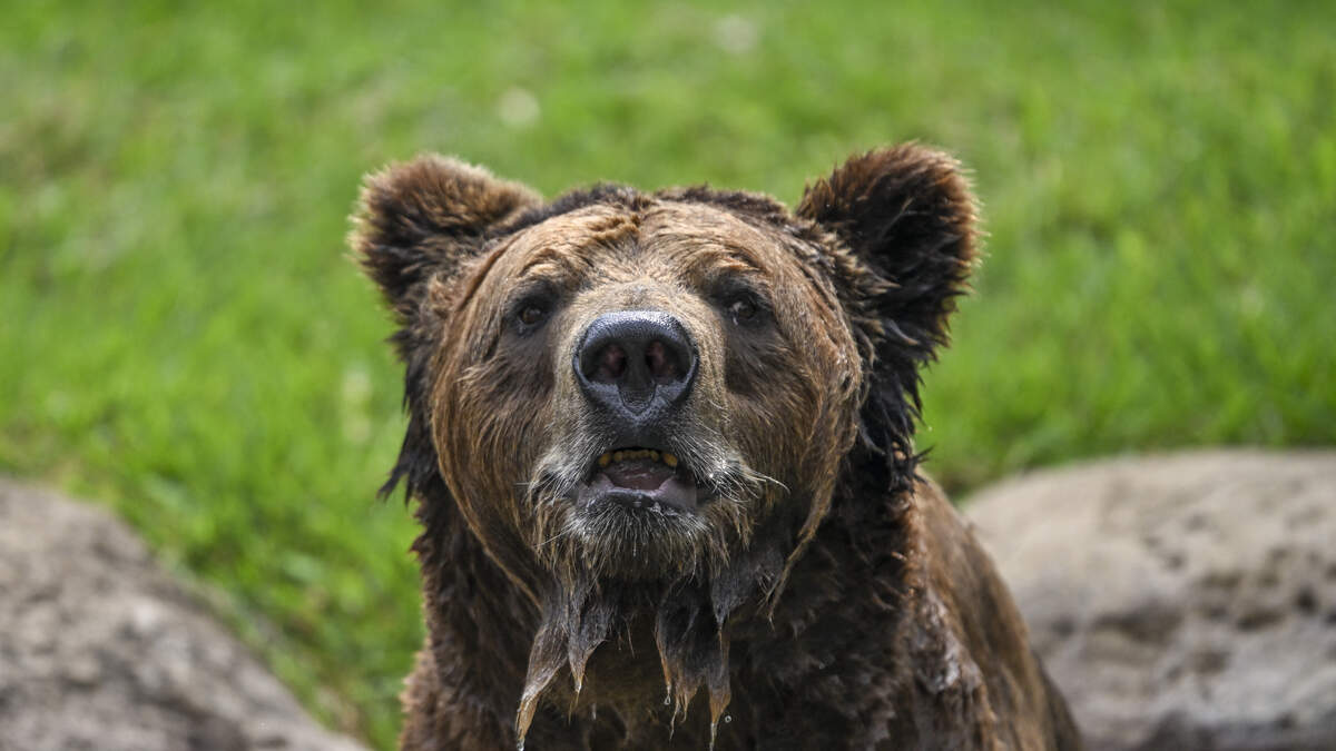 Video Captures Moment Seattle Kraken Mascot Is Chased By Charging Bear | Real Radio 92.1
