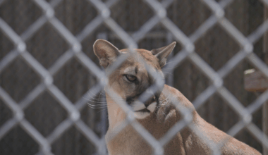 Florida panther deaths rise as cars claim two more in Naples | Collier County