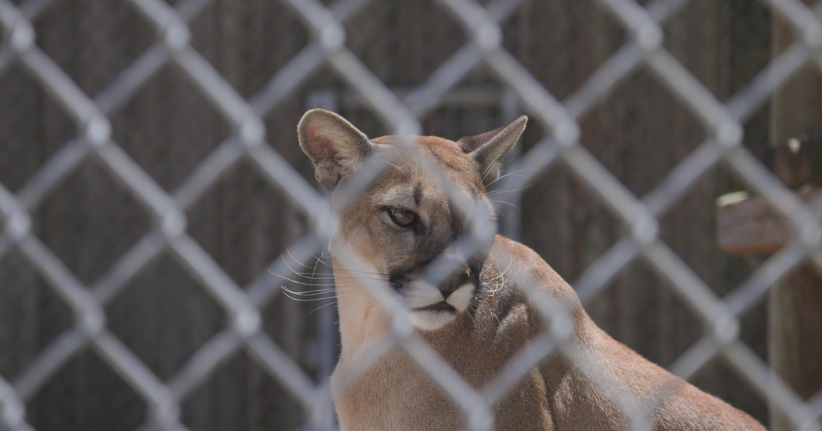 Florida panther deaths rise as cars claim two more in Naples | Collier County