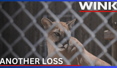 Florida panther deaths rise as cars claim two more in Naples |