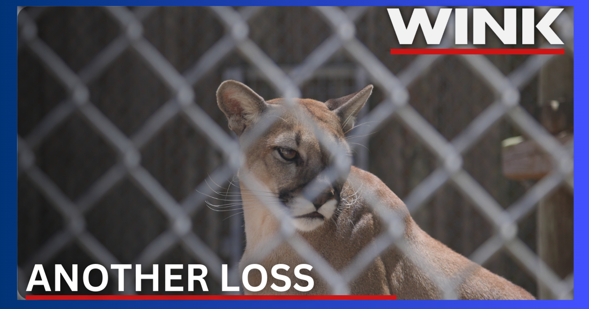 Florida panther deaths rise as cars claim two more in Naples |