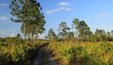 The sighting is proof that trail cameras can pay off.