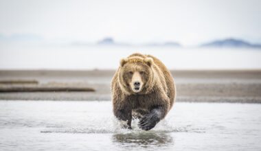 Seattle Ice-Hockey Mascot Nearly Attacked by Grizzly Bear