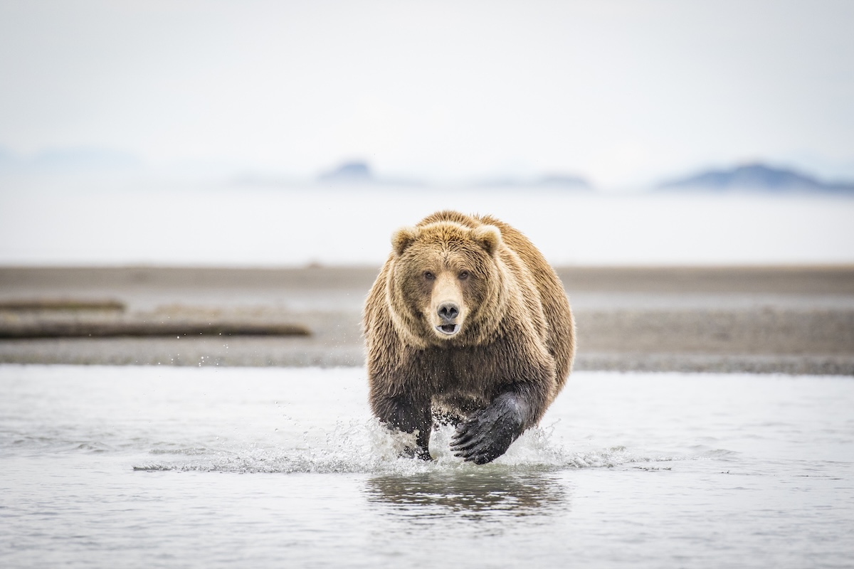 Seattle Ice-Hockey Mascot Nearly Attacked by Grizzly Bear