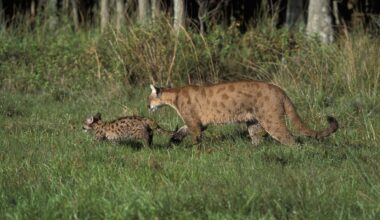 Two Endangered Florida Panther Kittens Found Dead