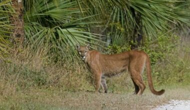 Florida Panther Uses Wildlife Underpass to Move Kittens