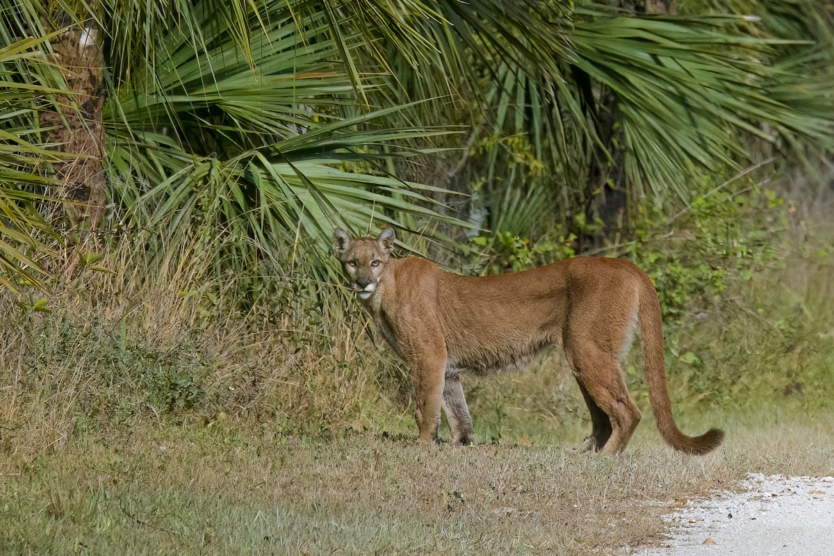 Florida Panther Uses Wildlife Underpass to Move Kittens