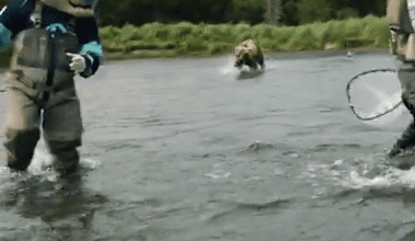 Kraken, Troll and a bear