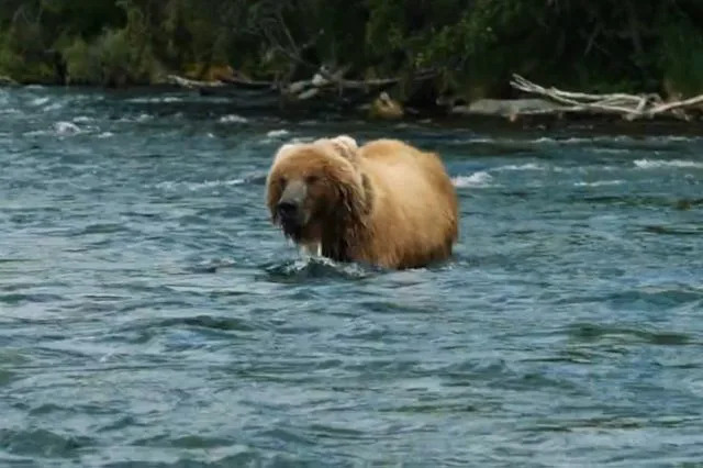 SEAbuoy/X A grizzly bear that approached the NHL's Kraken mascot in Alaska.