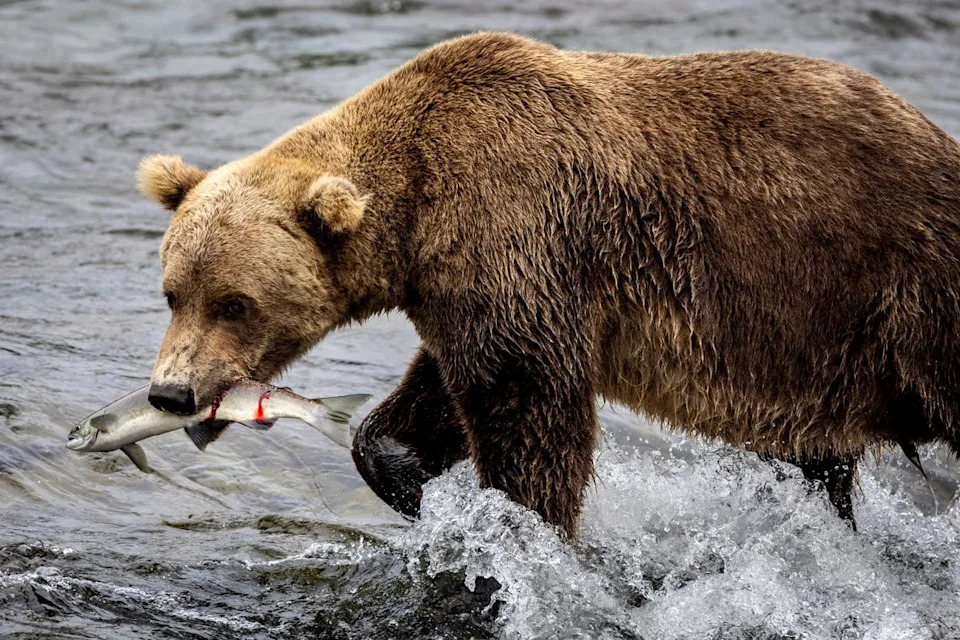 Brown bears commonly feast on salmon in the Brooks River in Katmai National Park, gobbling them as they leap upstream over Brooks Falls to spawn (Getty Images)