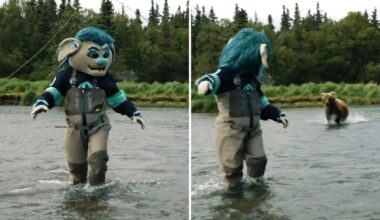 Grizzly bear charges towards hockey team’s mascot in Alaska, video captures terrifying moment