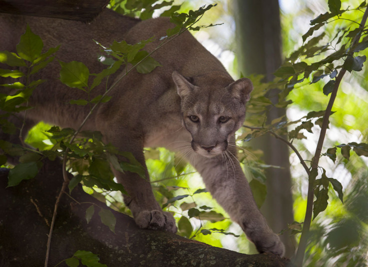 Florida panther