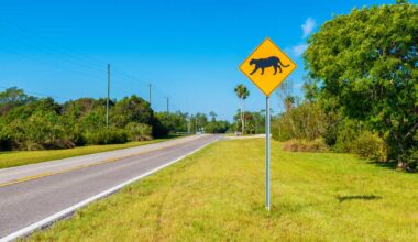 Two 3-month-old panther kittens killed by car in Collier County