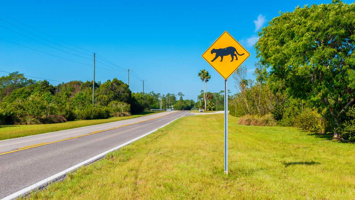 Two 3-month-old panther kittens killed by car in Collier County