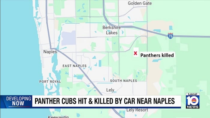 Sadness after 2 Panther kittens are found dead on southwest Florida street