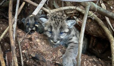 3-month-old endangered panther kittens killed by vehicle in Florida