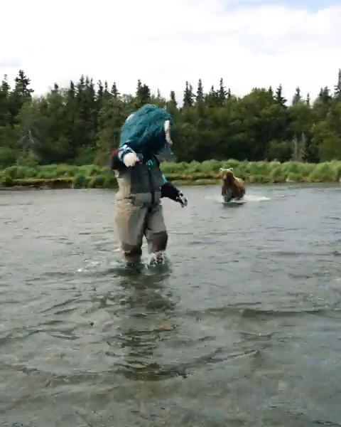 Grizzly bear charging John Hayden and a mascot in a river.