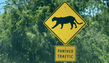 Two panther kittens killed, pushing Collier Co. to top of FL death count in 2025