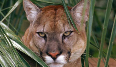 Program will pay landowners for Florida panther habitats – NBC 6 South Florida