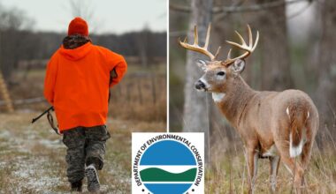Long Islanders asked to slaughter deer as growing wildlife population wreaks havoc
