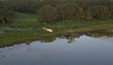 2,000-acre Polk County wildlife habitat — home to eagles, Florida panthers — protected from development