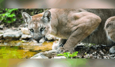 11-year-old Florida panther killed by vehicle in Collier County | Collier County