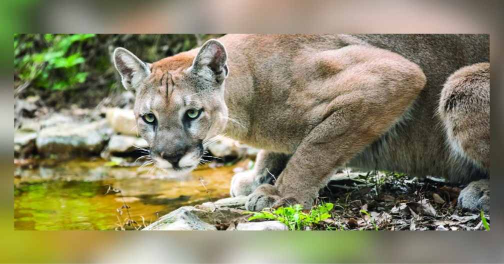 11-year-old Florida panther killed by vehicle in Collier County | Collier County