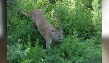 FWC wraps up enrollment Florida panther PES Pilot Program | State