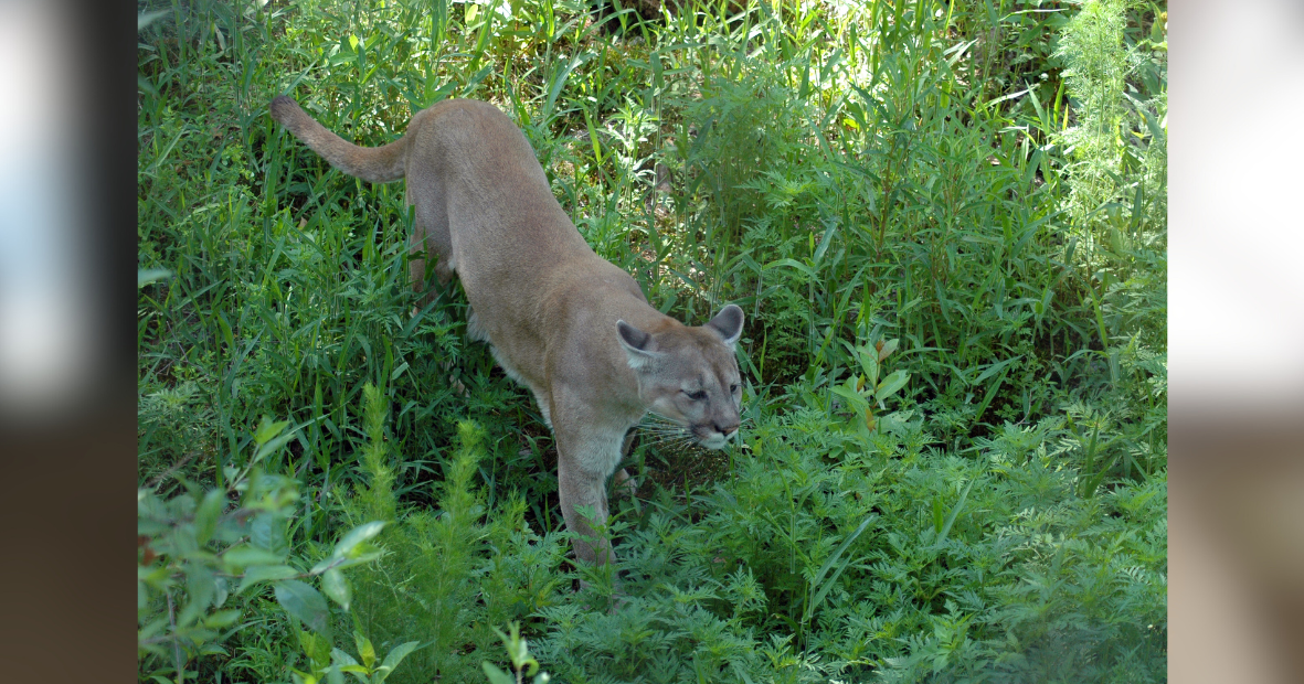 FWC wraps up enrollment Florida panther PES Pilot Program | State