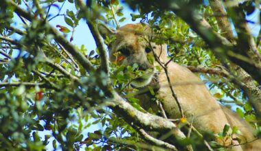 FWC's Pilot Program Aims to Protect Panther Habitat | Environment