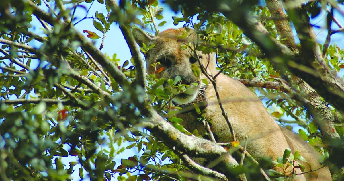 FWC's Pilot Program Aims to Protect Panther Habitat | Environment