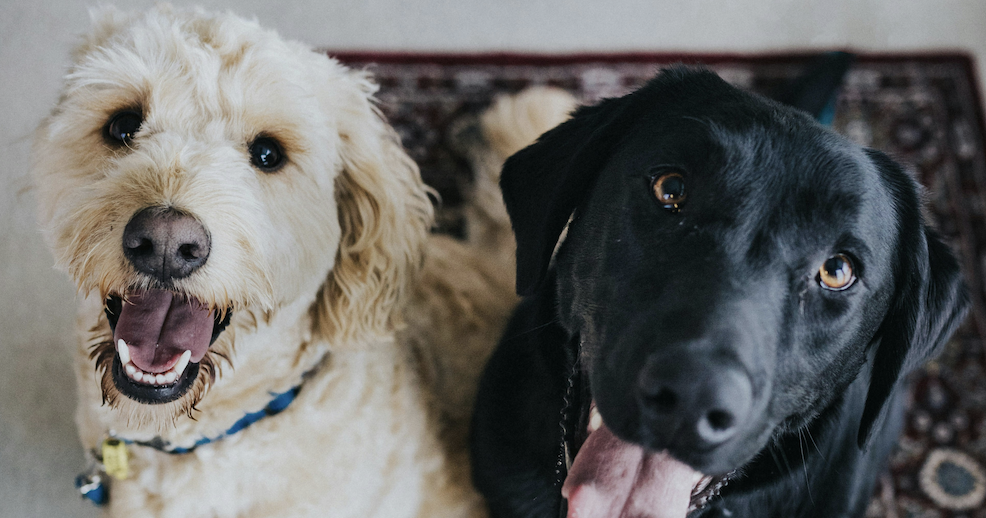 Feel Good Friday: Bookstore, Glowing Jerseys, and Pets | Culture + Life