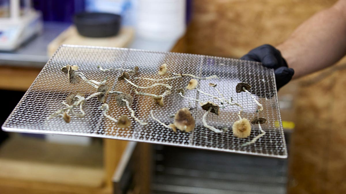 Oregon Magic Mushrooms