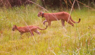 Lakes Park, Silver Springs, SWFL photos: Bald eagle, Florida panthers