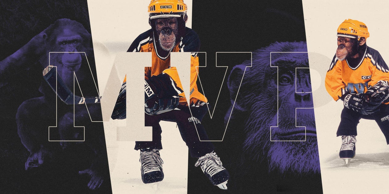 These chimpanzees starred in a hockey movie. Their lives are much different now
