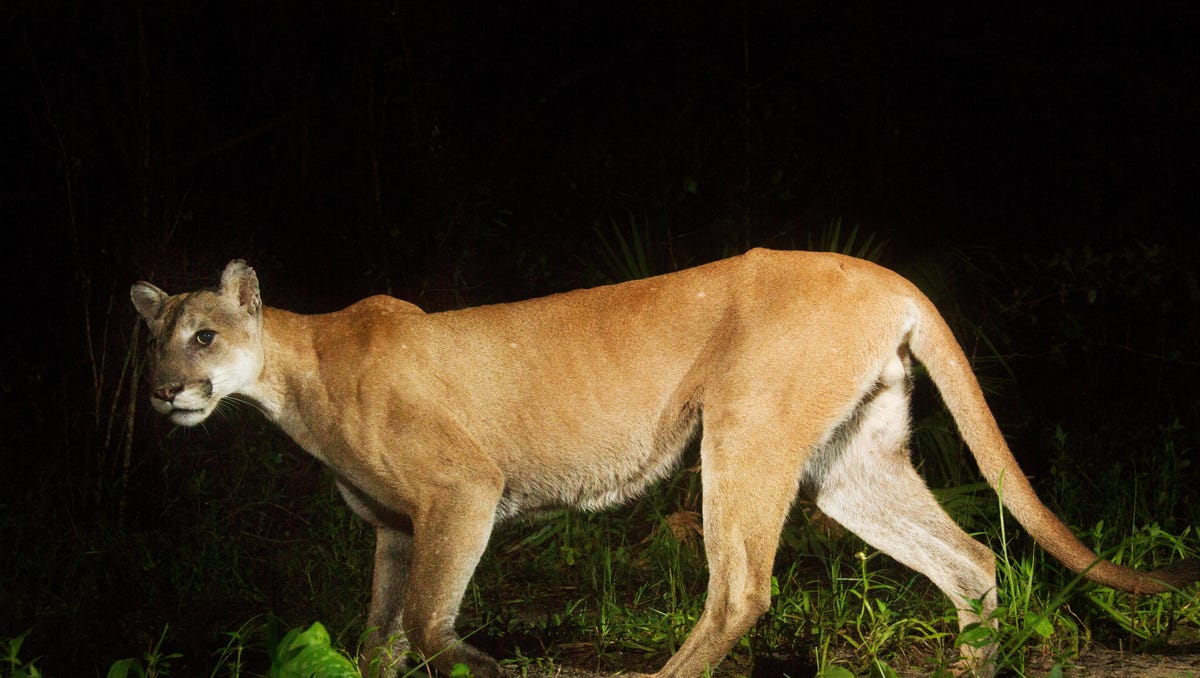 New video of panthers shows the big cats in jungle-like conditions