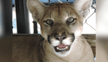 Endangered Florida Panther killed in DeSoto County; 2nd reported death in area since 2017 | DeSoto County