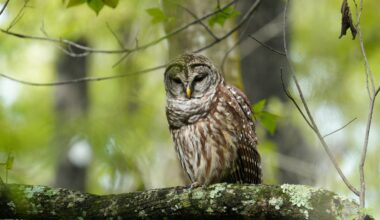 Fort Myers, Sanibel home to great winter day hikes, wildlife strolls