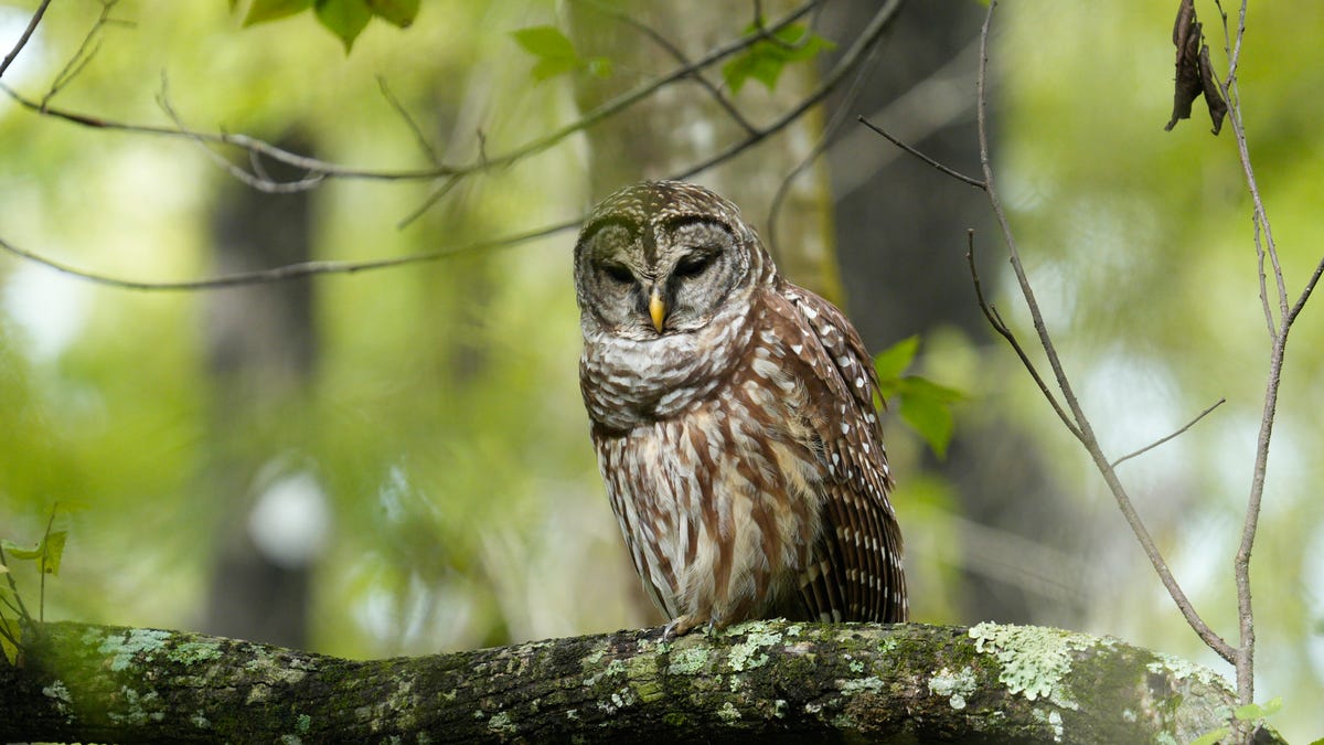 Fort Myers, Sanibel home to great winter day hikes, wildlife strolls