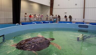 Minnesota Zoo Welcomes Snooki, Its Largest Sea Turtle Ever