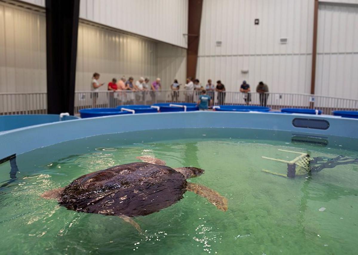 Minnesota Zoo Welcomes Snooki, Its Largest Sea Turtle Ever