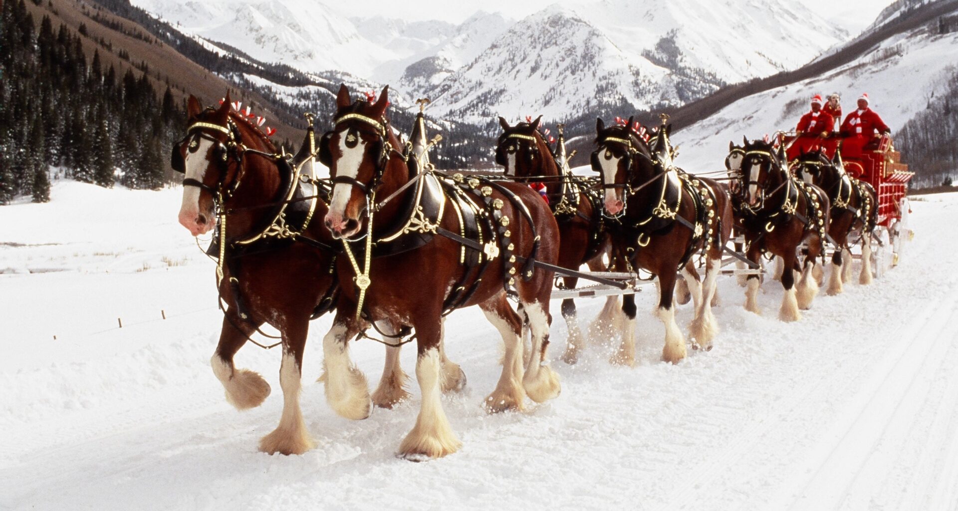 Budweiser Clydesdales Coming to H-E-B Center at Cedar Park on Wednesday | Texas Stars