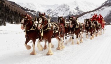 Budweiser Clydesdales Coming to H-E-B Center at Cedar Park on Wednesday | Texas Stars