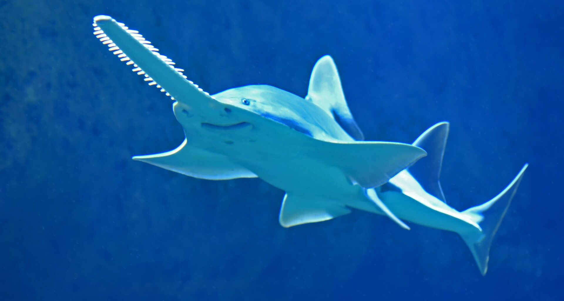 Sens Strong Play Continues in 3-2 Win over Sharks