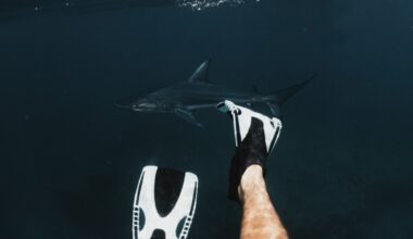 Ottawa Senators vs San Jose Sharks